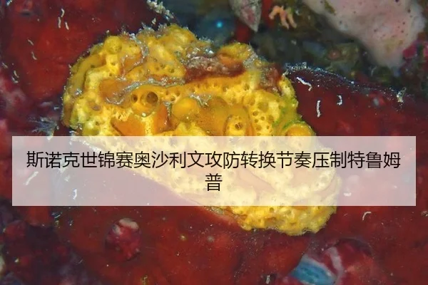 si-nuo-ke-shi-jin-sai-ao-sha-li-wen-gong-fang-zhuan-huan-jie-zou-ya-zhi-te-lu-mu-pu-3-429.jpg